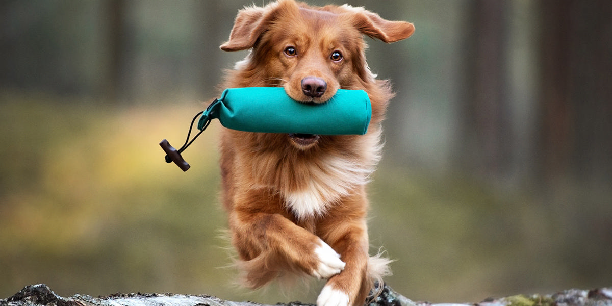 Hund til hundetræning